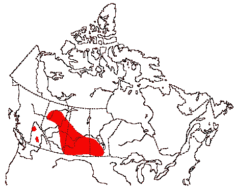 Map of Western Grebe in Canada