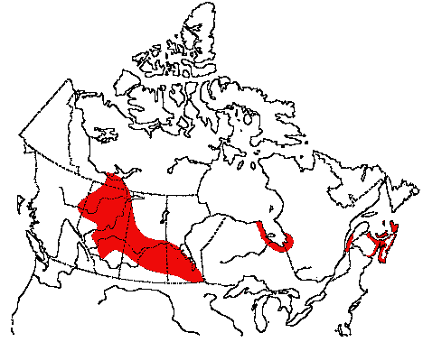 Map of Sharp-tailed Sparrow in Canada