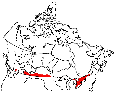 Map of Grasshopper Sparrow in Canada