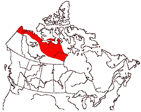 Map of Greater White-fronted Goose in Canada