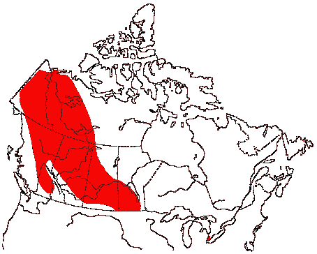 Map of Canvasback in Canada