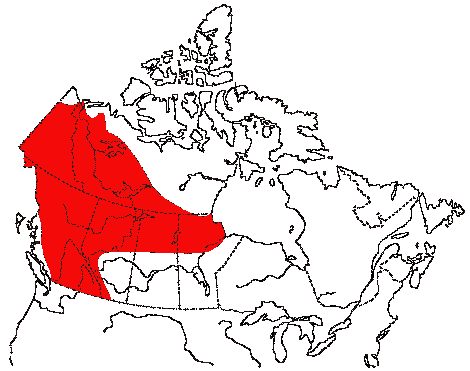 Map of Bohemian Waxwing in Canada