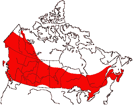 Map of Red-tailed Hawk in Canada