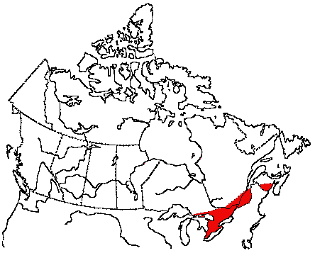 Map of Red-shouldered Hawk in Canada