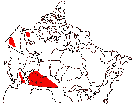 Map of Swainson's Hawk in Canada