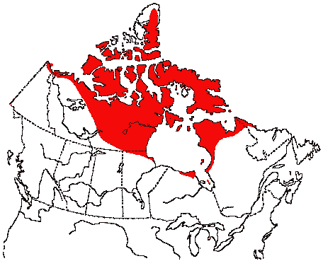 Map of Lapland Longspur in Canada
