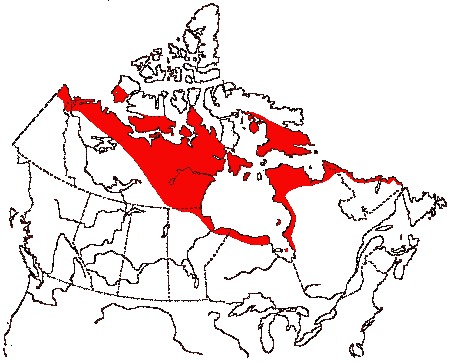 Map of Semipalmated Sandpiper in Canada