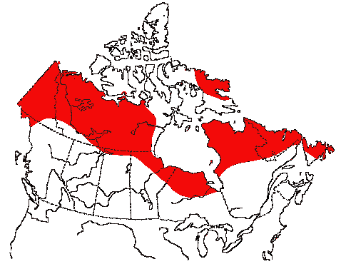 Map of Common Redpoll in Canada