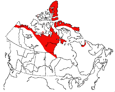 Map of Hoary Redpoll in Canada