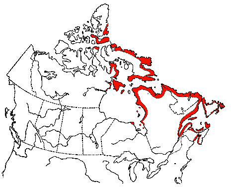 Map of Black Guillemot in Canada