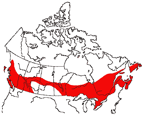 Map of Brown Creeper in Canada