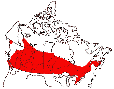 Map of Killdeer in Canada