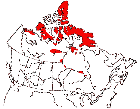 Map of Snow Goose in Canada