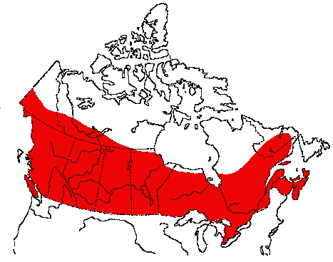 Map of Common Nighthawk in Canada
