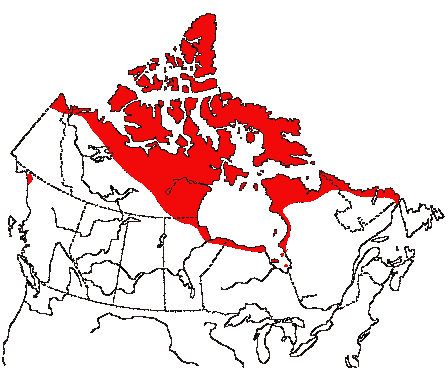 Map of Oldsquaw in Canada