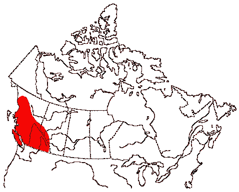 Map of Black Swift in Canada
