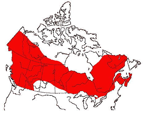 Map of Spruce Grouse in Canada