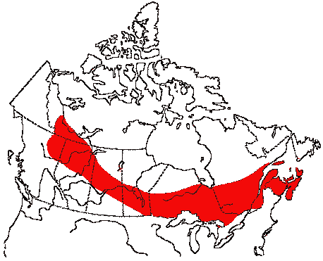 Map of Bay-breasted Warbler in Canada