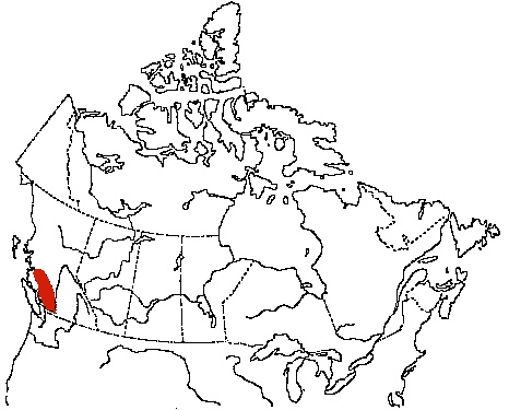 Map of Black-Throated Gary Warbler in Canada