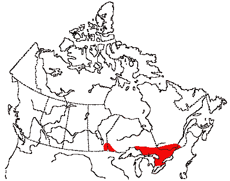 Map of Pine Warbler in Canada