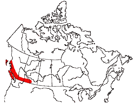 Map of Western Flycatcher in Canada