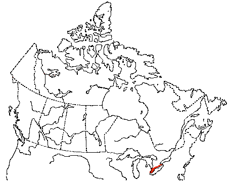 Map of Acadian Flycatcher in Canada