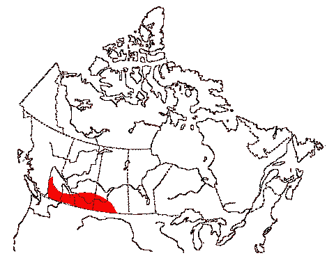 Map of Prairie falcon in Canada