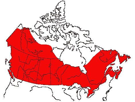 Map of Common Snipe in Canada