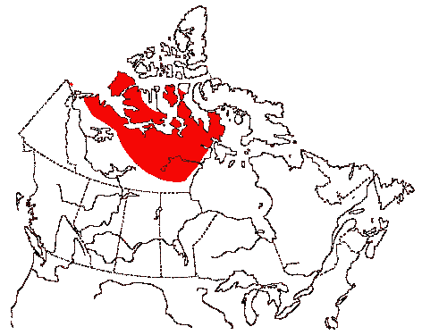Map of Yellow-billed Loon in Canada