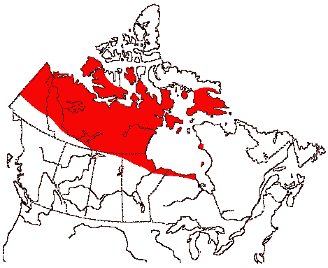 Map of Arctic Loon in Canada