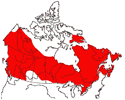 Map of Common Loon  in Canada