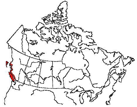 Map of Black Oystercatcher in Canada