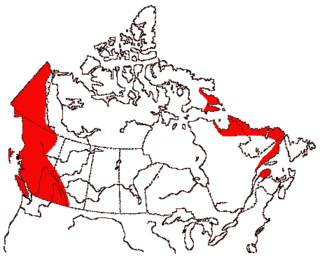 Map of Harlequin Duck in Canada