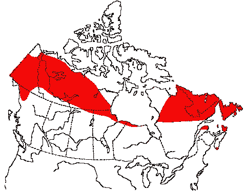 Map of Gray-cheeked Thrush in Canada