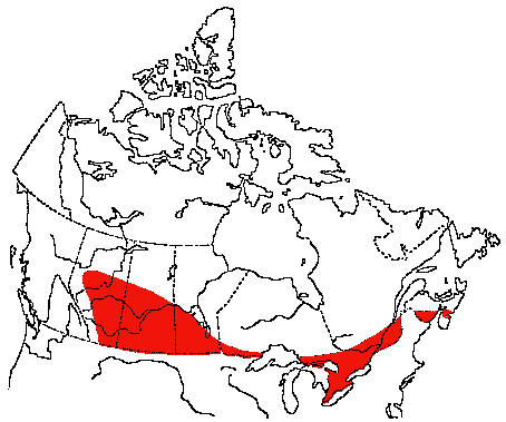 Map of Northern Oriole in Canada