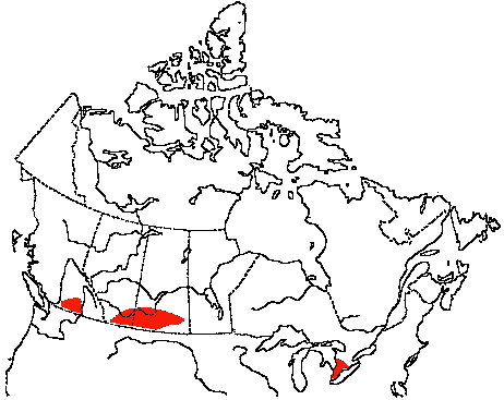 Map of Yellow-breasted Chat in Canada
