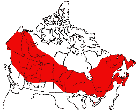 Map of Dark-eyed Junco in Canada