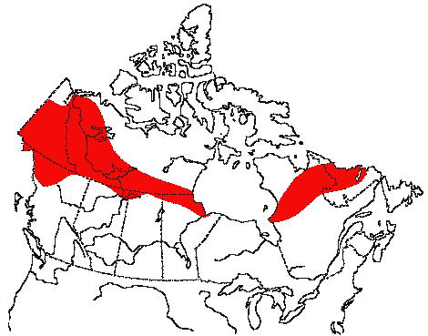 Map of Northern Shrike in Canada