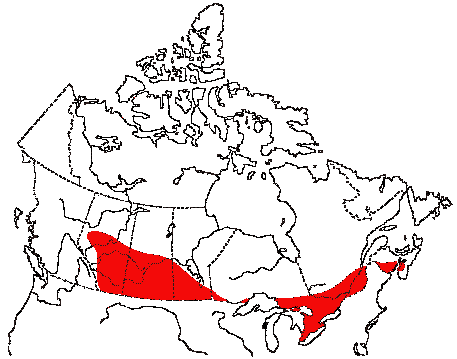 Map of Loggerhead Shrike in Canada