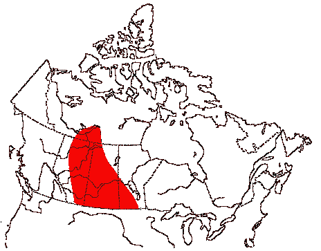 Map of California Gull in Canada