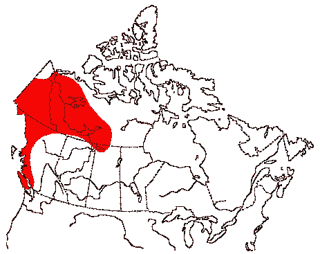 Map of Mew Gull in Canada