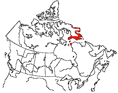 Map of Iceland Gull in Canada