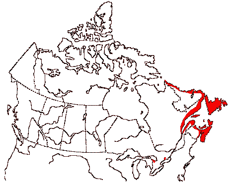 Map of Great Black-backed Gull in Canada