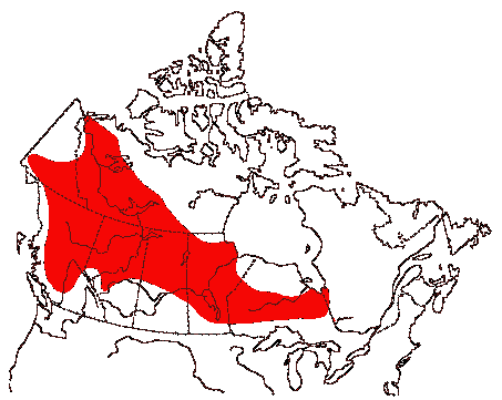 Map of Bonaparte's Gull in Canada