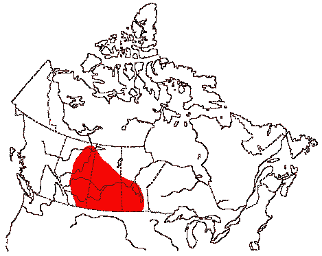 Map of Franklin's Gull in Canada