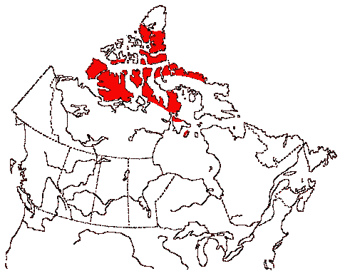 Map of Thayer's Gull in Canada
