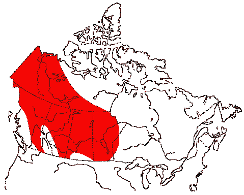 Map of White-winged Scoter in Canada
