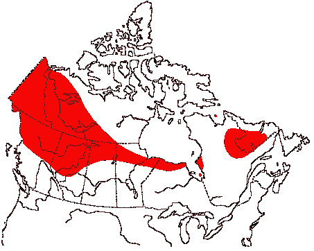 Map of Surf Scoter in Canada