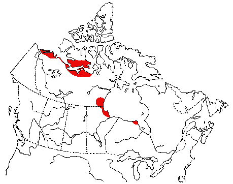 Map of Stilt Sandpiper in Canada
