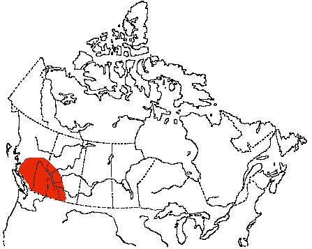 Map of Clark's Nutcracker in Canada
